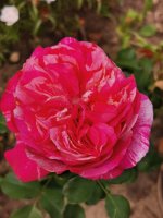 IMG_20220814_113746.jpg