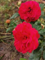 IMG_20220814_113636.jpg