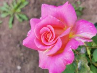 IMG_20220731_112304.jpg