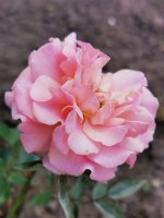 IMG_20220731_112151.jpg