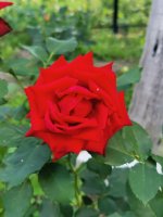 IMG_20220731_112205.jpg
