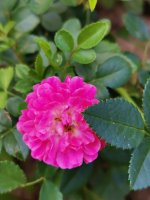 IMG_20220731_113720.jpg