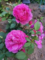 IMG_20220731_112045.jpg