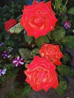 IMG_20220730_034556.jpg