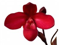 Phragmipedium_Yelva_Myhre_The_Future_is_Better_.JPG