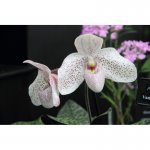 Paph. Vanda M. Pearman-800x800.jpg