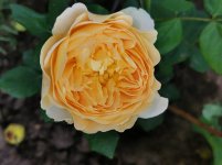 IMG_20220716_045716.jpg
