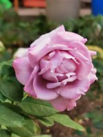 IMG_20220906_132634.jpg