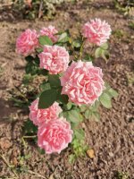 IMG_20220905_160455.jpg