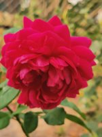 IMG_20220904_130126.jpg
