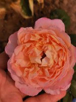 IMG_20220904_125901.jpg