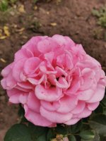 IMG_20220904_125742.jpg