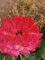 IMG_20220904_125636.jpg