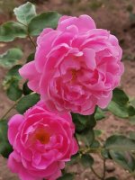IMG_20220904_125534.jpg