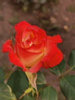 IMG_20220904_125952.jpg
