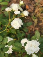 IMG_20220904_130010.jpg