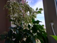 IMG_20220911_110246.jpg
