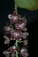 spc_000151213_000030027.jpg