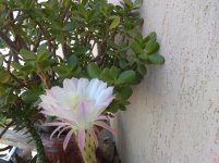 IMG_20220919_114524.jpg
