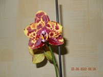 DSCN8625.JPG