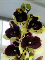 IMG_20221121_203434.png