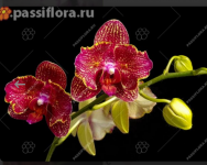 IMG_20221123_184758.png
