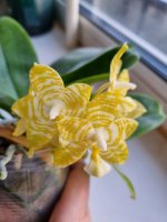 Mituo Golden Tiger’White Tiger’ 12.22.jpg
