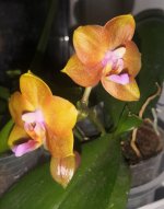 IMG_20230115_032607.jpg