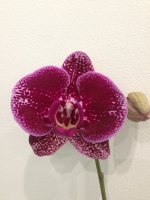 IMG_3868.JPG