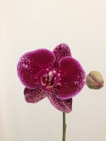 IMG_3874.JPG