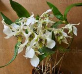 1000030579-wm-293873.5_watermarked.jpg