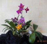 DSCN8721.JPG