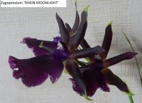 DSCN8755.JPG