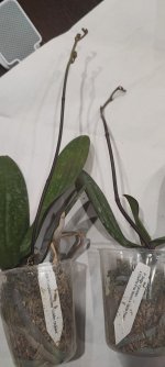 IMG_20230331_205418.jpg