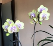 IMG_1958.jpeg