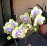 IMG_1959.jpeg