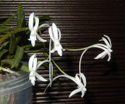 DSCN8788.JPG