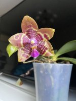 IMG_4962.jpeg