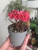 IMG_2106.jpeg