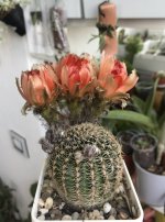 IMG_2719.jpeg