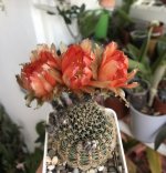 IMG_2720.jpeg