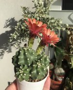 IMG_2317.jpeg