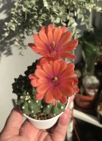 IMG_2318.jpeg