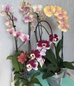 IMG_5966.jpeg