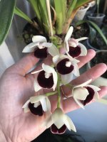 IMG_5495.jpeg