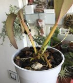 IMG_2886.jpeg