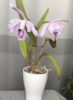 IMG_9585.jpeg