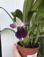 IMG_3275.jpeg