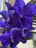 IMG_0575.jpeg