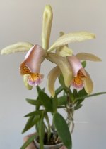 IMG_0098.jpeg